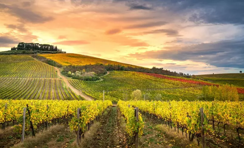 La Magia del Chianti: Dove Nasce il Vino Rosso Più Famoso del Mondo