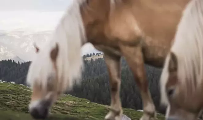 La Regione Alpina di Avelengo-Verano-Merano 2000: Un Paradiso di Natura e Avventura