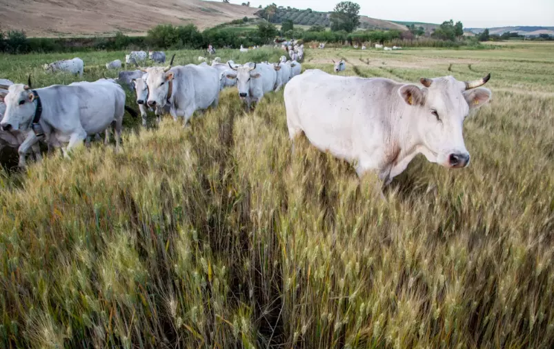 Scoprire il Molise: Un Tesoro Nascosto dell'Italia