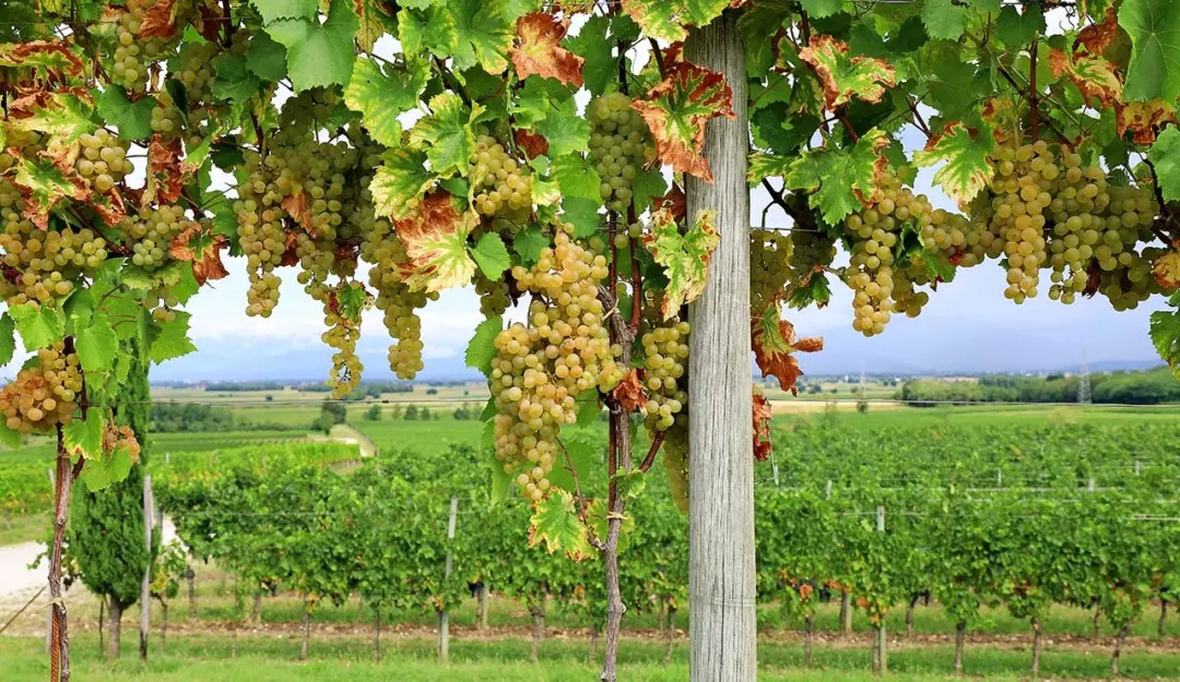 Oslavia: L'Anima Vitivinicola di Confine e la Rinascita della Ribolla Gialla