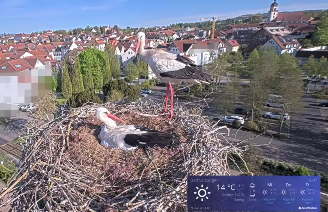 Il Fascino Inatteso del Nido delle Cicogne di Bad Salzungen: Uno Spettacolo Naturale in Diretta