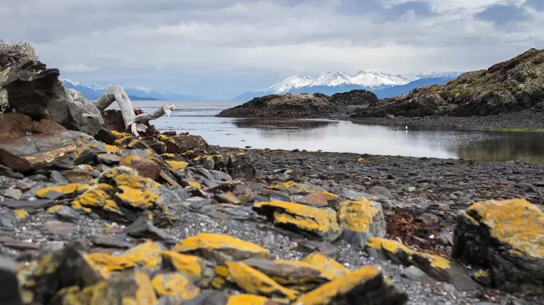 Ushuaia: La discarica che attrae gli osservatori di uccelli e il rischio Hantavirus