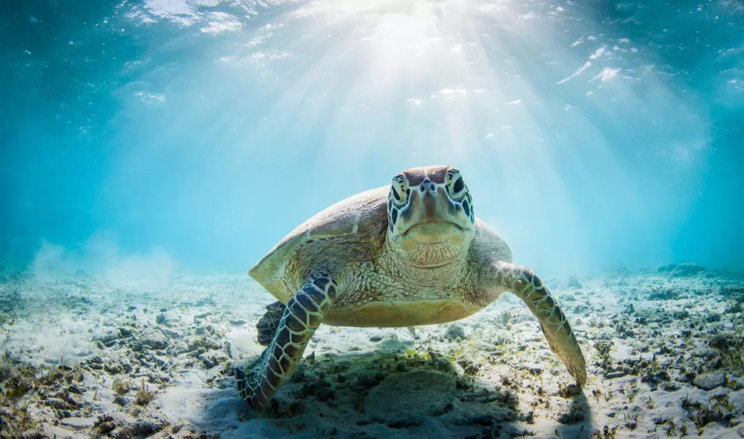 Un viaggio nei santuari delle tartarughe marine: dall'Italia ai paradisi tropicali