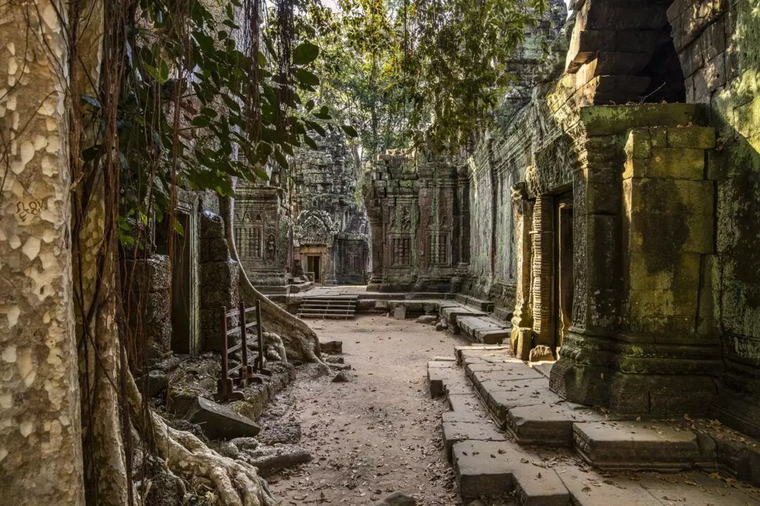 Un'immersione nella meraviglia naturale della Cambogia: la giungla dei Monti Cardamomi e l'incanto delle lucciole