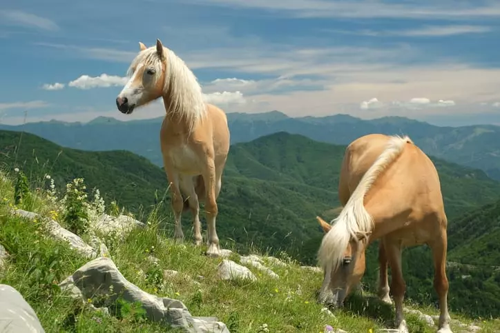 Un Viaggio Narrativo Attraverso le Alpi Apuane: Storie di Montagna e Umanità